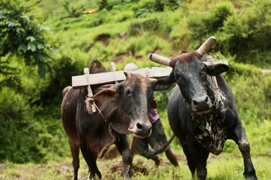 बाजुराका १५६ किसानलाई गोरु पालन प्रोत्साहन, प्रतिकिसान पाँच हजार